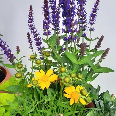 בית אירוח Baron